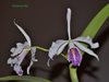 Cattleya maxima var. semi-alba (MSB)